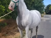 Mare, Lipizzaner — photo 2