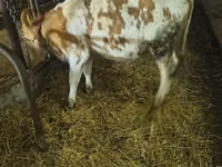 गाय, Simmental cattle — फ़ोटो 3
