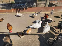 Domestic Muscovy — sawirka 2