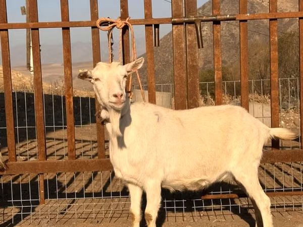 Goat, Saanen goat