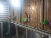 Chickens — الصورة 5