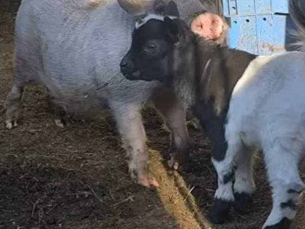 Boar, Pigs