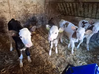 母牛, Simmental cattle — 照片 5
