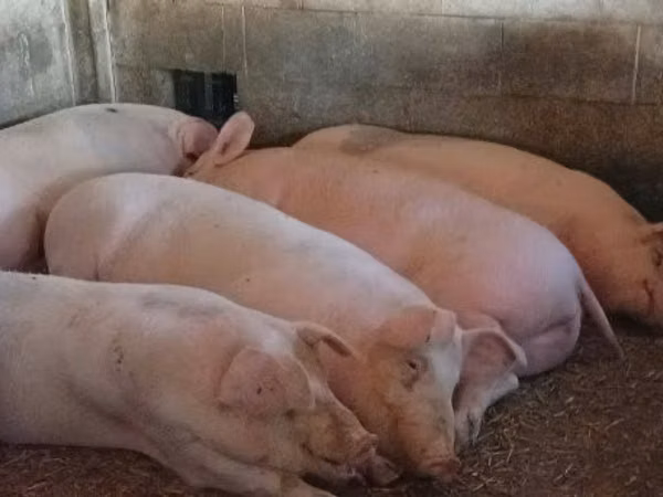 Boar, Pigs