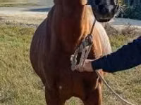 公马, Horses — 照片 1