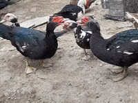 Ducks — 照片 2