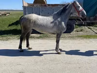 母马, Horses — 照片 3