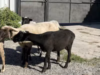 Ido, Hissar sheep — sawirka 3