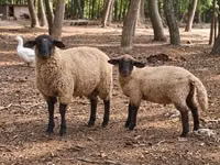 公羊, Suffolk sheep — 照片 3