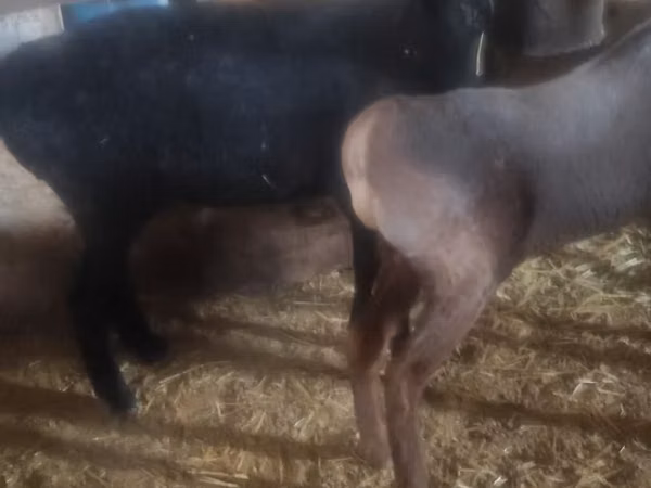 Schaf, Edilbay sheep