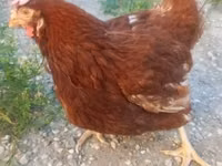 Chickens — Foto 1