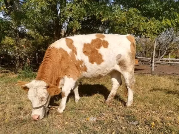 Vaca, Raza gris húngara