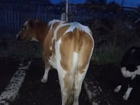 Cow, Latvian Blue cattle — photo 2