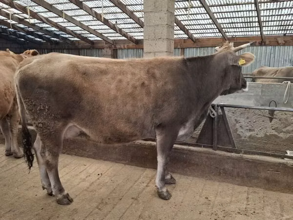 Cow, Swiss cattle