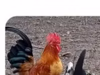 Chickens — 照片 2