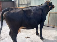 Cow, Holstein breed — photo 3