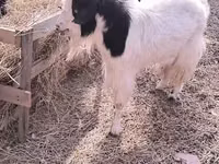 Cabra, Angora goats — foto 2