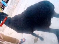 Dume la kondoo, Hissar sheep — picha 3