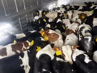 Ng'ombe dume, Simmental cattle — picha 3