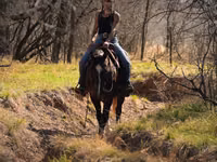 घोड़ा, Quarter Horse — फ़ोटो 5