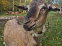 Ziege, Alpine goat — Foto 2