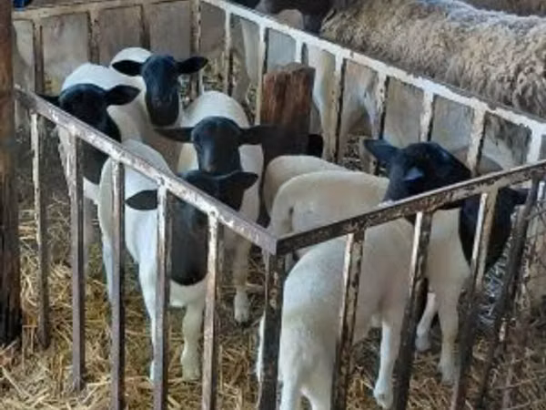 Ram, Dorper sheep