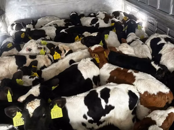 Ng'ombe dume, Russian Black pied cattle