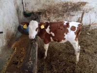 Ng'ombe dume, Simmental cattle — picha 3