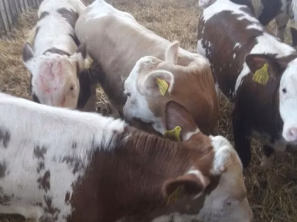 Bovinos (lote, sexo no especificado), Simmental cattle