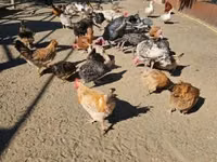 Chickens — sawirka 6