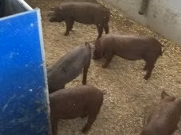 Pigs (batch, sex not specified), 