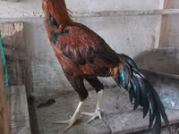 Chickens — الصورة 3