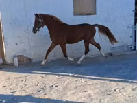 Horse (M), Horses — photo 2