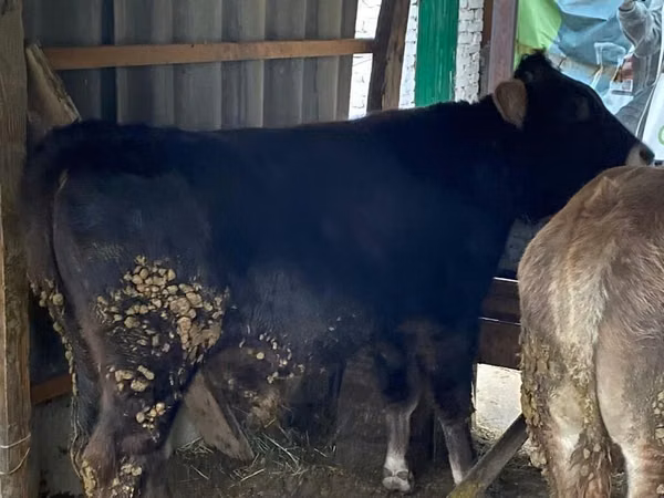 Bull, Cattle
