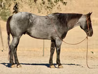 घोड़ा, Quarter Horse — फ़ोटो 1