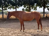 Mare, Kisber felver — photo 1