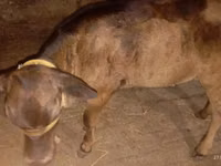 بقرة, Ukrainian Brown Dairy Cattle — الصورة 5