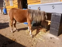 公马, Horses — 照片 2
