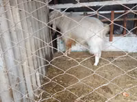 Cabro, Russian White goat — foto 2