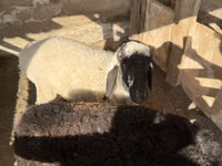 मेढ़ा, Blackheaded Persian sheep — फ़ोटो 5