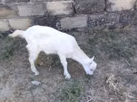 Mbuzi jike, Saanen goat — picha 4