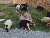Cabras (lote, sexo no especificado), Cabras — foto 1