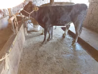 गाय, Russian Black pied cattle — फ़ोटो 3