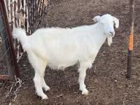 Cabra, Cabras — foto 2