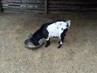 Billy Goat, Nigerian dwarf goats — photo 4