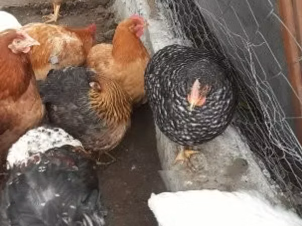 Chickens