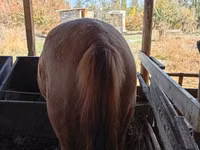 Mare, Horses — photo 3