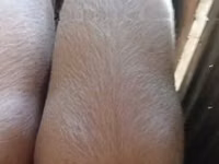 Boar, Pigs — photo 4