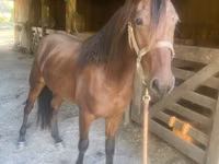 घोड़ा, Rocky Mountain Horse — फ़ोटो 3