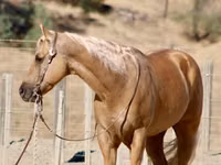 Hengst, Quarter Horse — Foto 7